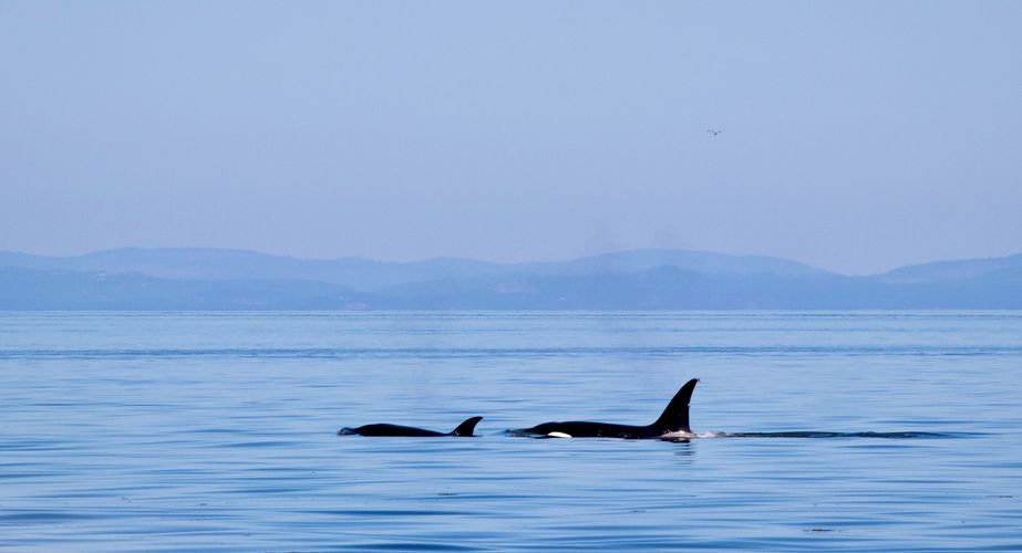 28 38 Canada 137 28 38 Canada 137